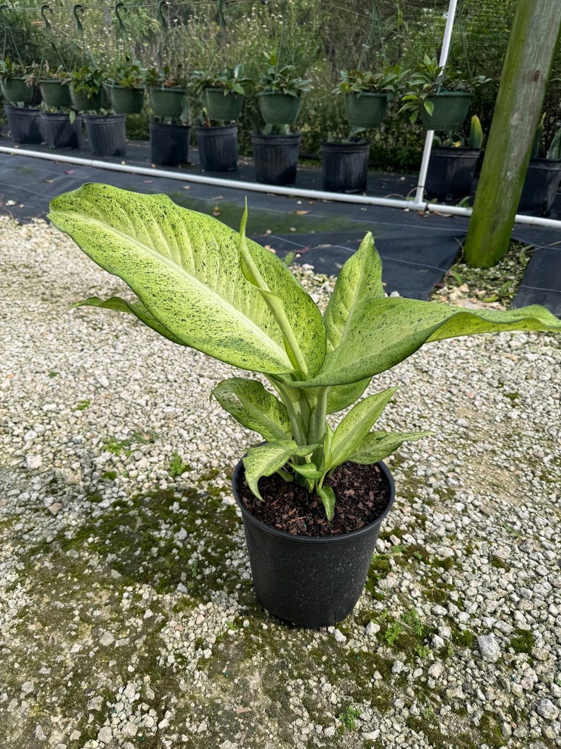 TheOddFrond Dieffenbachia - Thumbnail 4