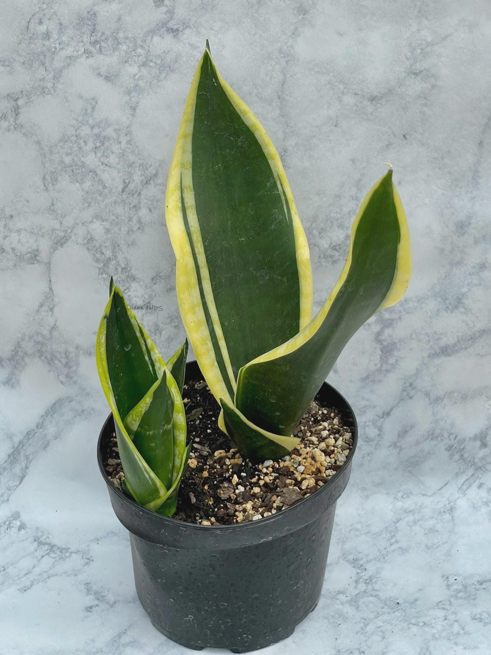 Silver Python Plant Black Gold Sansevieria | Silver SNAKE PLANT | LIVE Houseplant | Mother ...
