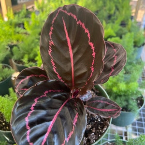 Pu&ograve; includere: Una pianta da interno con foglie verde scuro con venature rosa. La pianta &egrave; in un vaso marrone.