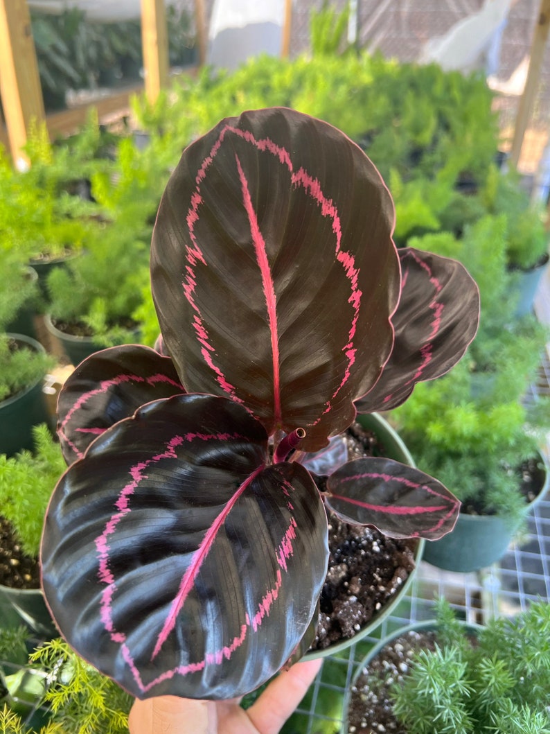 Pu&ograve; includere: Una pianta da interno con foglie verde scuro con venature rosa. La pianta &egrave; in un vaso marrone.