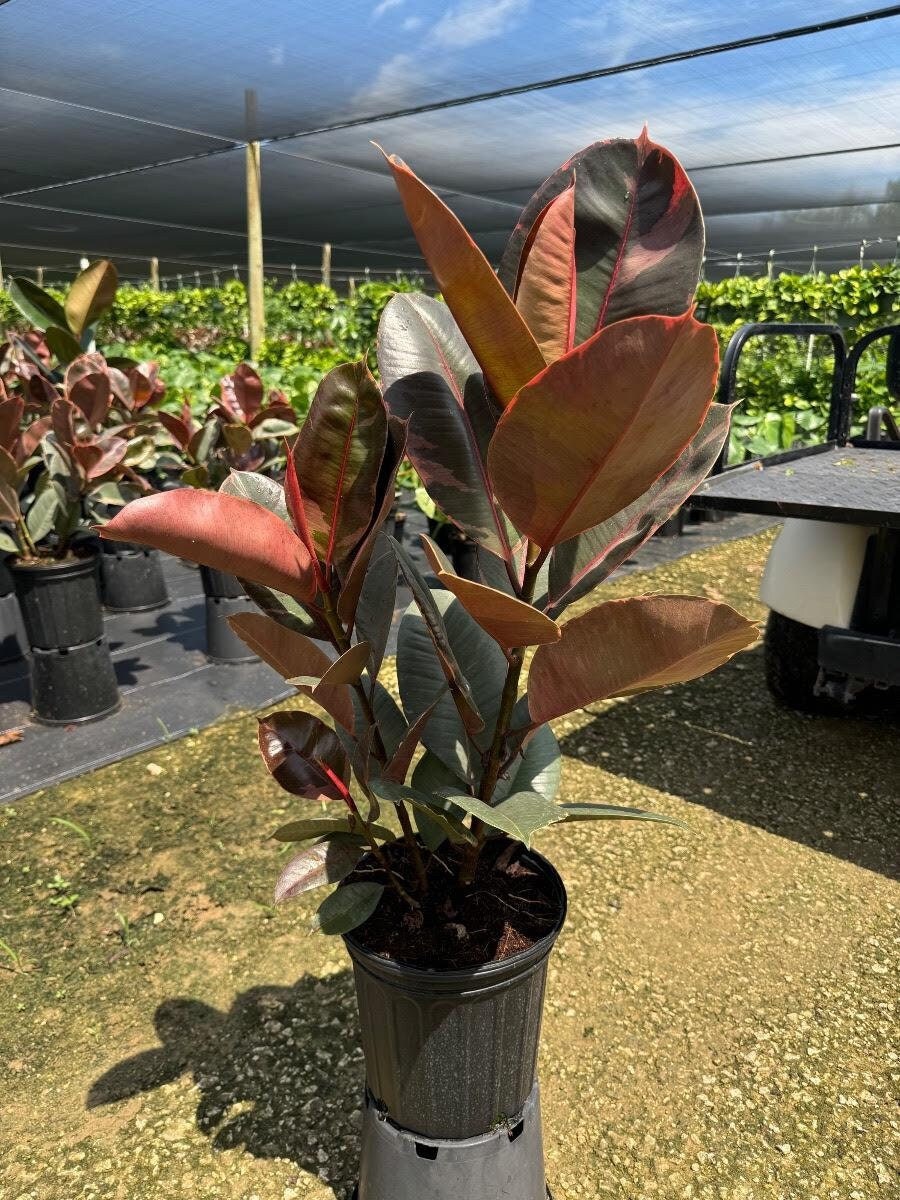Ficus Ruby Bush in Large 8" Pot | Multi Stem Rubber Plant | Elastica Tree |  Live Indoor and Outdoor Tropical House Plant | Rooted Easy Care - Etsy