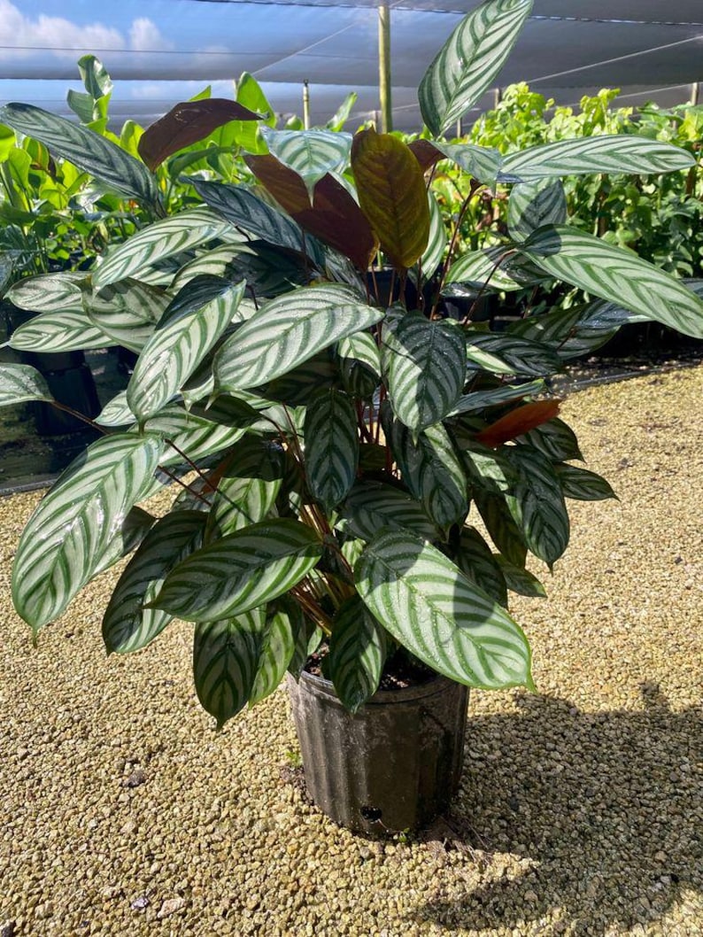 TheOddFrond Calathea Setosa Prayer Plant - Thumbnail 5