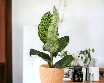 Dieffenbachia Cheetah | Dumb Cane Plant | Live Indoor & Outdoor Houseplant  | Home and Office Decor | Easy Care Plant in 6" and 10" Pot - Etsy
