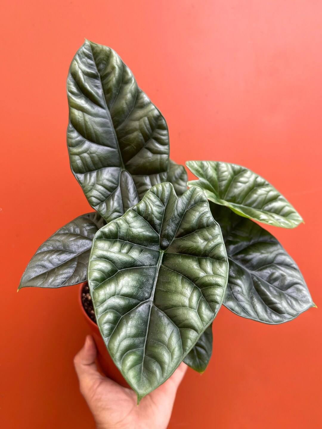 Alocasia Quilted Dreams Care