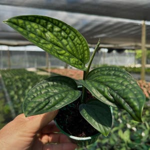 May include: A small green plant with large, veined leaves in a green pot. The plant is being held by a hand.