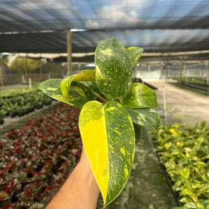 May include: A close-up of a plant with large, variegated leaves. The leaves are a vibrant mix of green and yellow, with speckled patterns. The plant is held in a person's hand, showcasing its size and detail. The background is a greenhouse setting.