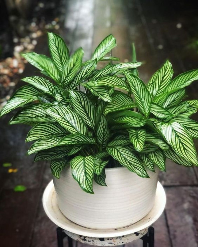 TheOddFrond Calathea Vittata Prayer Plant - Thumbnail 3