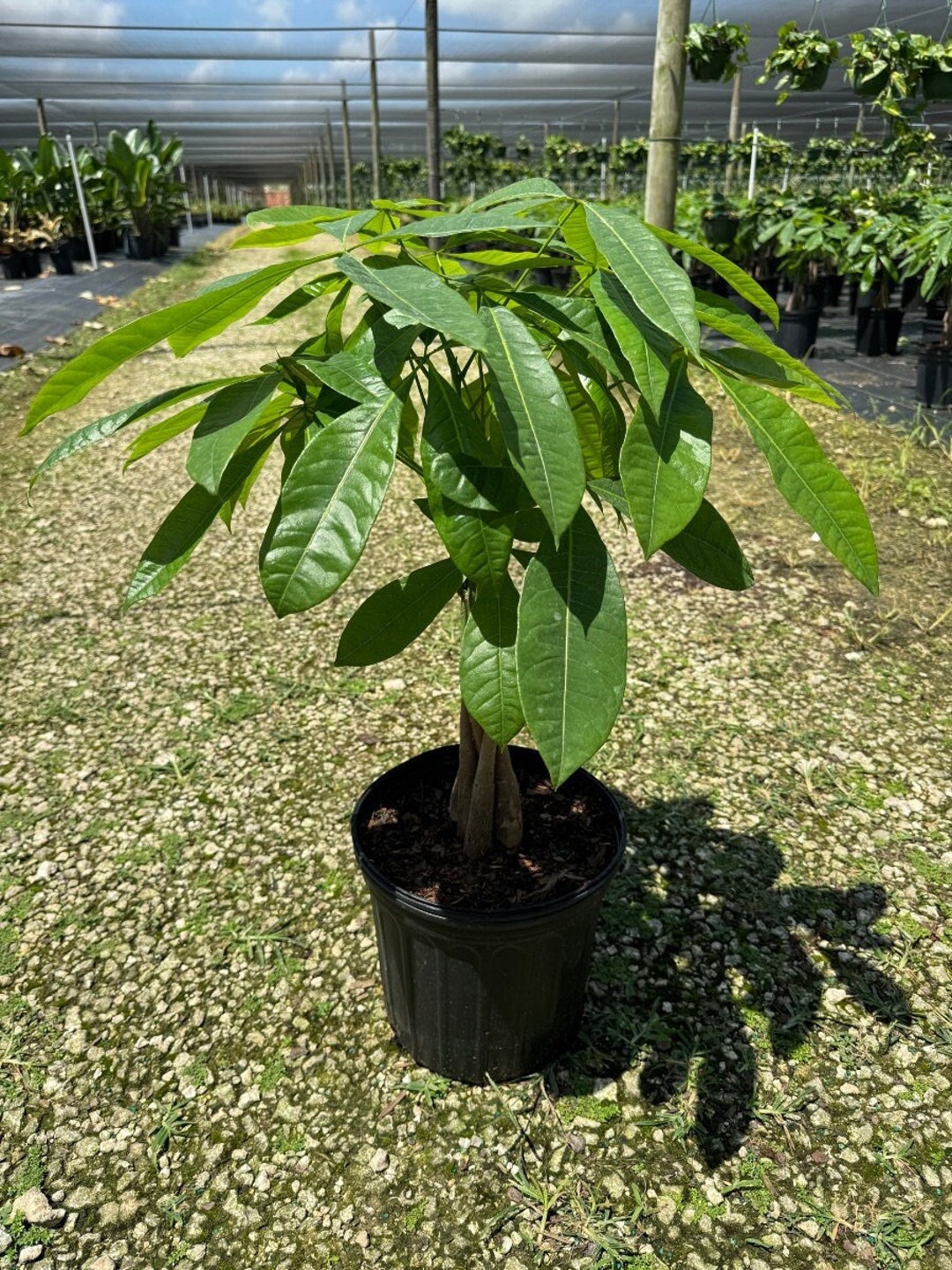 is a money tree a tropical plant Braided Money Tree
