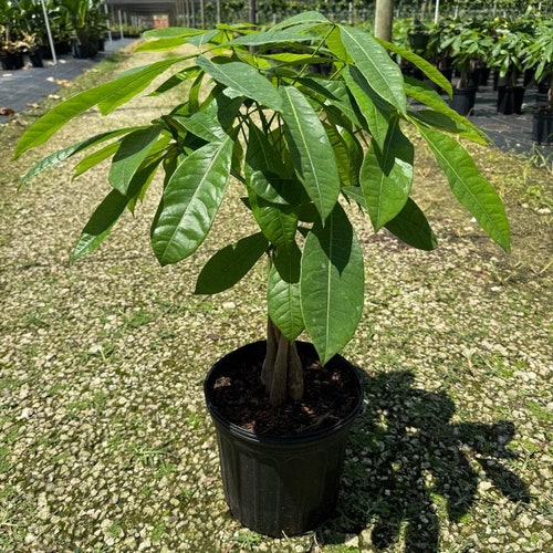 Money Tree Braided | Lucky Plant | Water Chestnut | Indoor & Outdoor Live  Tropical Houseplant | Rooted Easy Care Plant in 4, 6 or 8 Inch Pot - Etsy