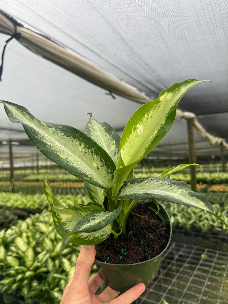 TheOddFrond Dieffenbachia Panther - Thumbnail 4