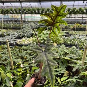 Alocasia Jacklyn Elephant Ears in 4” and  6" inch Pot | Indoor & Outdoor Live Tropical House plant | Rooted Easy Care Starter Plant