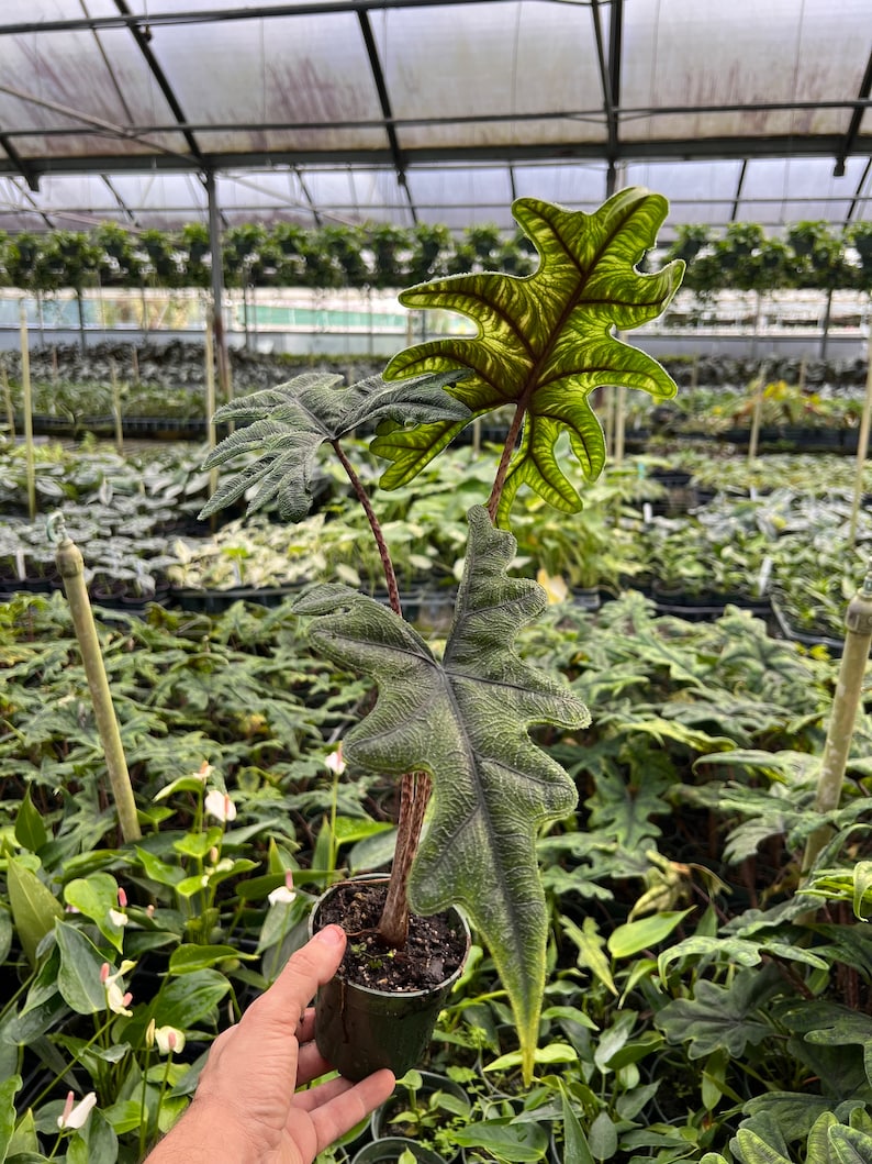 Alocasia Jacklyn Elephant Ears in 4” and  6" inch Pot | Indoor & Outdoor Live Tropical House plant | Rooted Easy Care Starter Plant