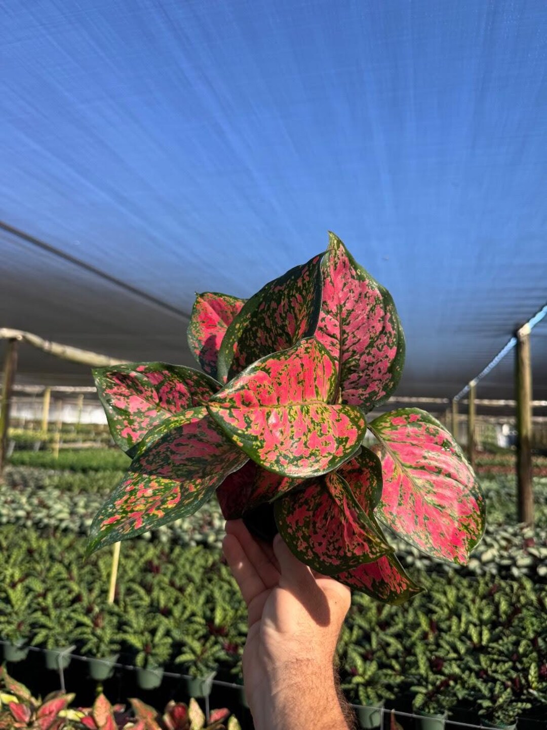 Aglaonema Wishes | Chinese Evergreen | Live Indoor & Outdoor
