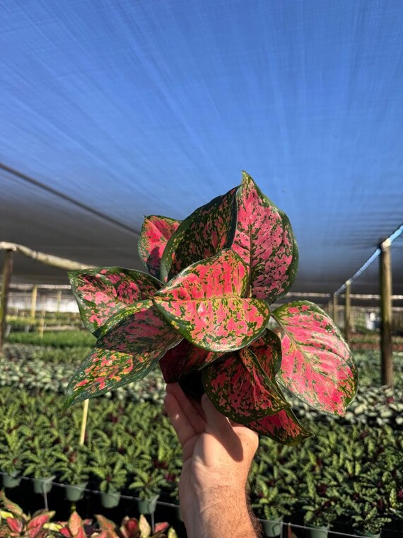 money plant light requirements Chinese Evergreen Plant Care - How to Grow Aglaonema commutatum main image 1