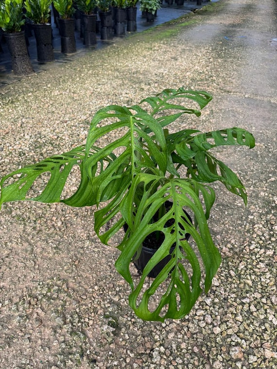 Monstera Esqueleto | True Epipremnoides Skeleton Swiss Cheese