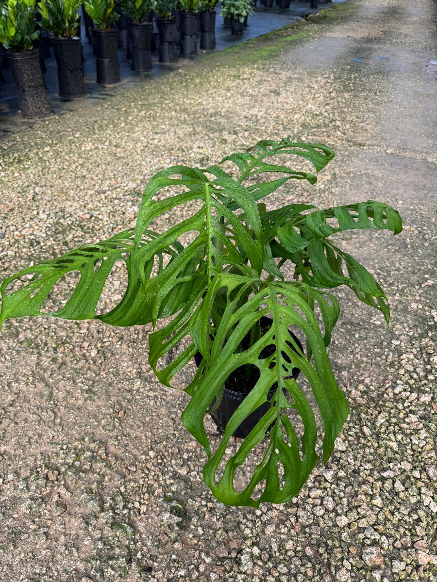 Monstera Esqueleto | True Epipremnoides Skeleton Swiss Cheese