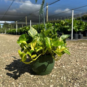 Hawaiian Pothos in 4", 6”, 8" HB | Live Devils Ivy Vine | Well Rooted | Easy Indoor Plant | House Plant | Air Purifying Plant image 15