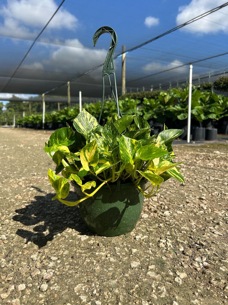 Hawaiian Pothos in 4", 6”, 8" HB | Live Devils Ivy Vine | Well Rooted | Easy Indoor Plant | House Plant | Air Purifying Plant image 15