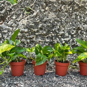 May include: Four potted plants with variegated green and yellow leaves. The plants are in brown pots and are arranged in a row against a gray rock background.