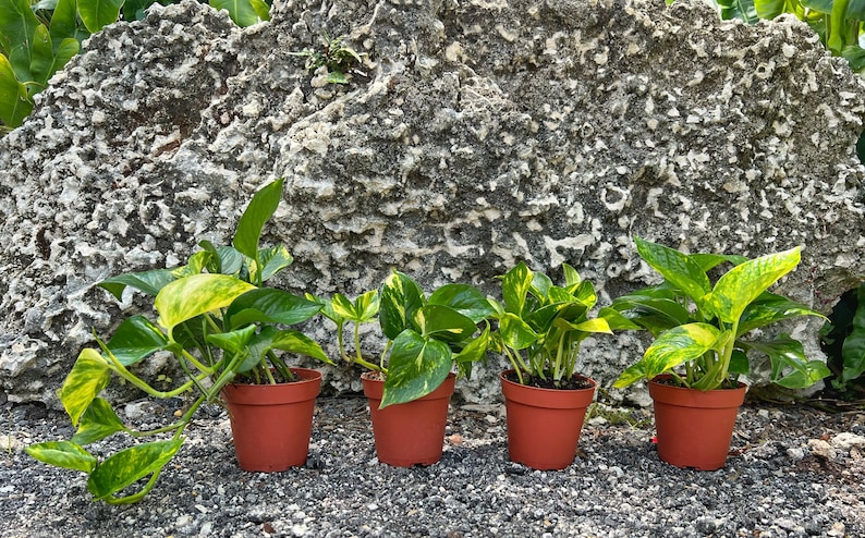 May include: Four potted plants with variegated green and yellow leaves. The plants are in brown pots and are arranged in a row against a gray rock background.