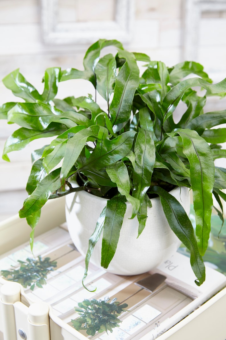 Kangaroo Paw Fern