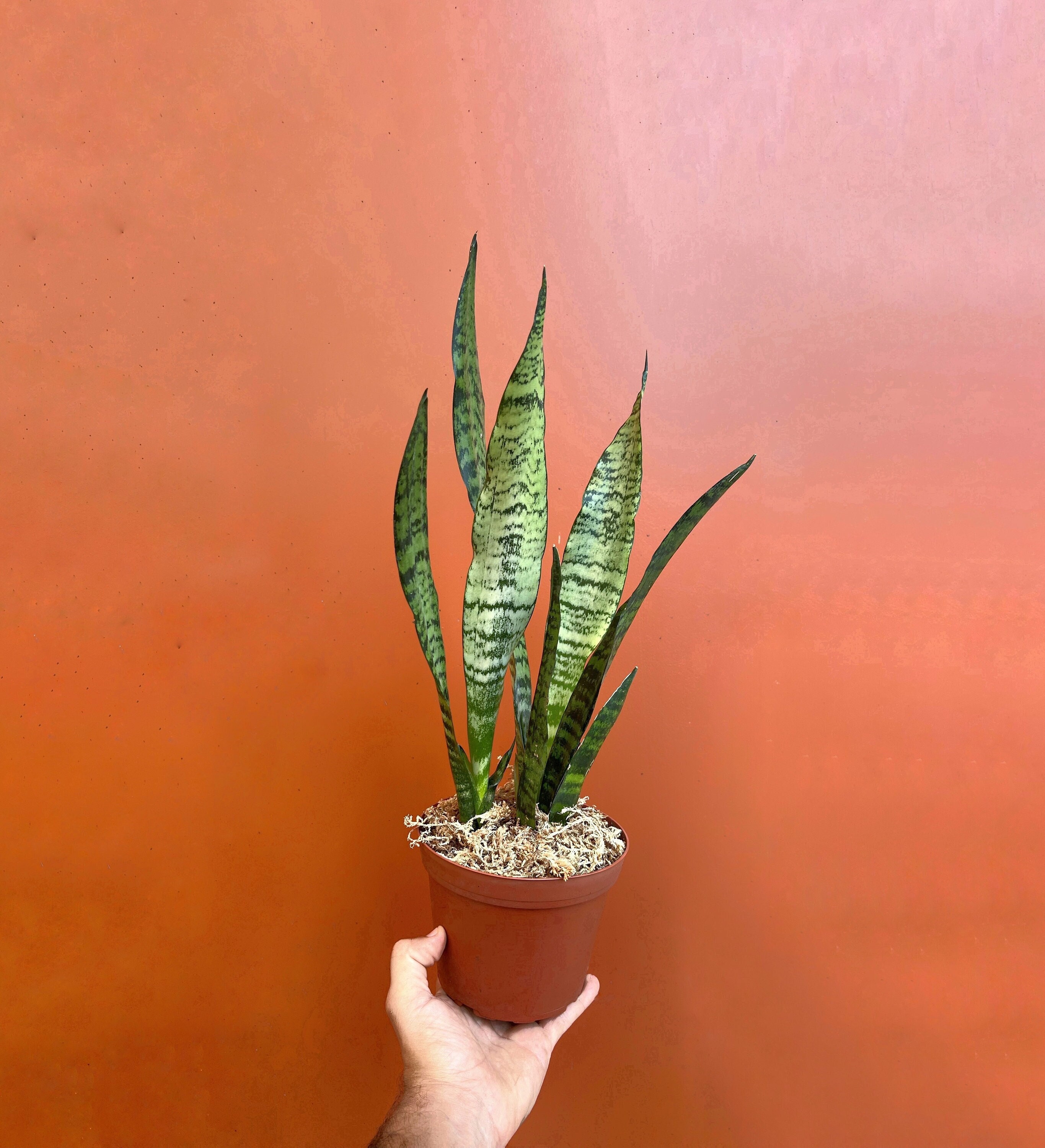 SNAKE PLANT 'sansevieria Zeylanica' With Pot | LIVE Houseplant in 4" or 6"  Inch Pot | Mother-in-law's Tongue | Easy Care Plant - Etsy