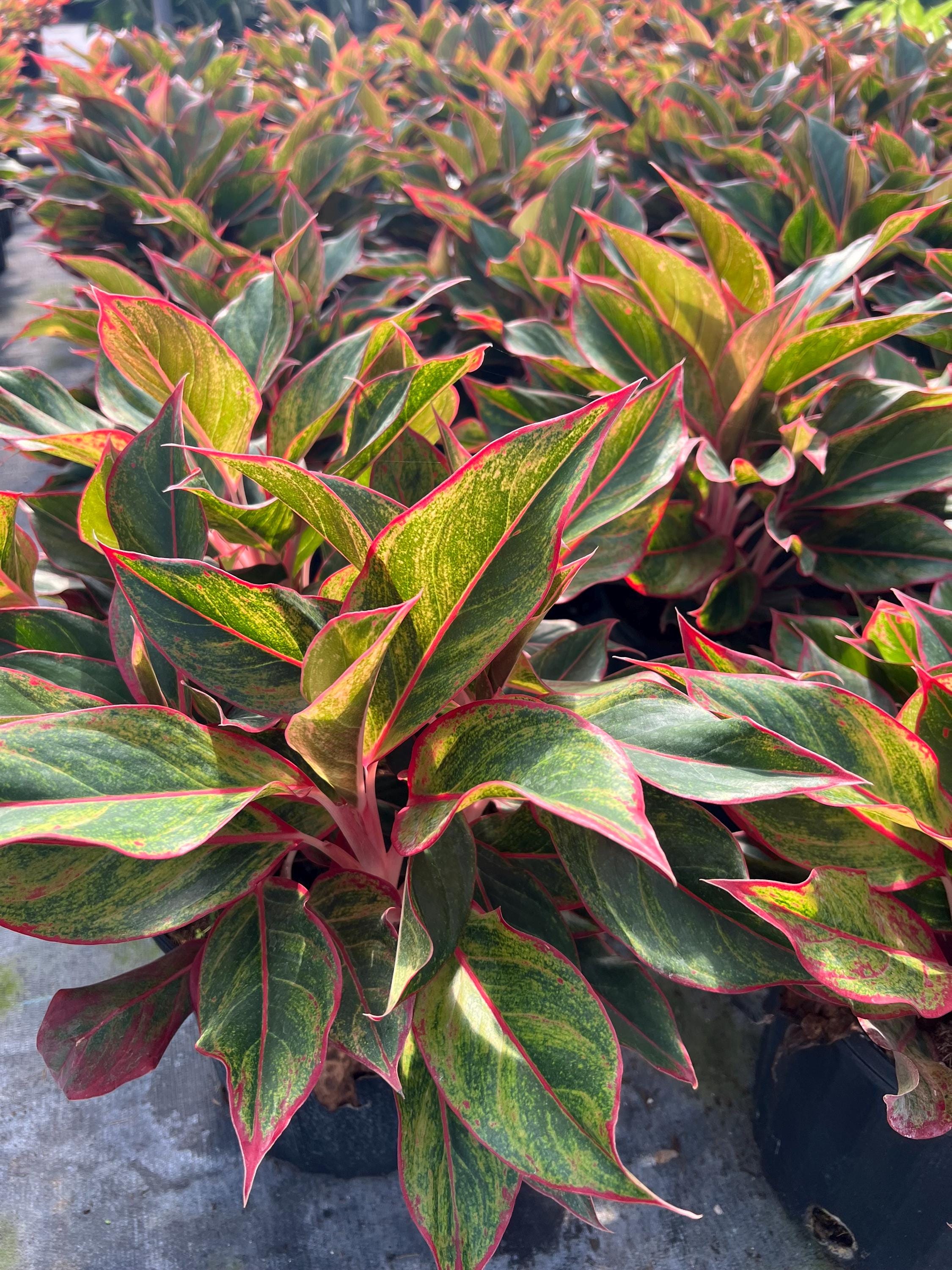 dracaena cane plant Dracaena Fragrans Green