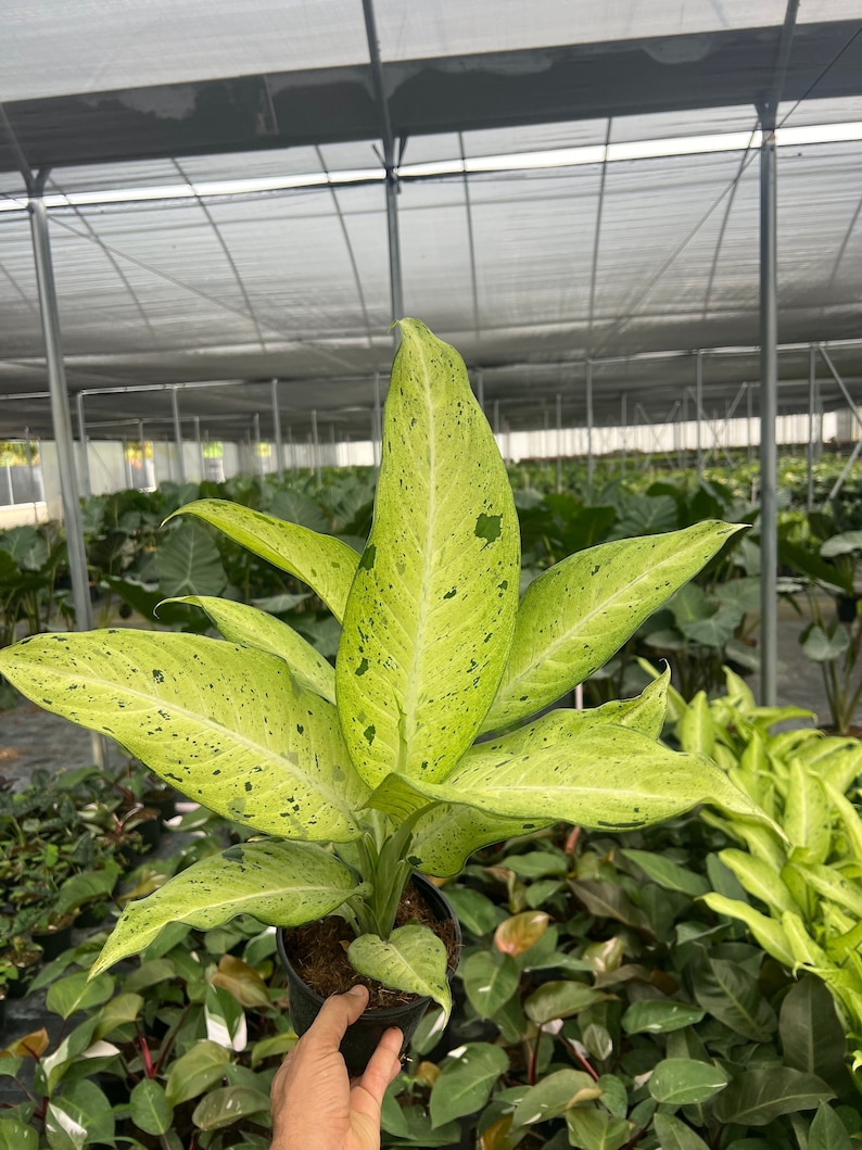 TheOddFrond Dieffenbachia - Thumbnail 2