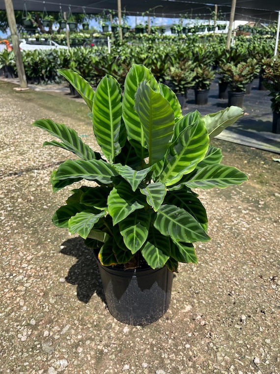 glücksfeder zu groß Zamioculcas Zamiifolia XL – vielgrün main image 0