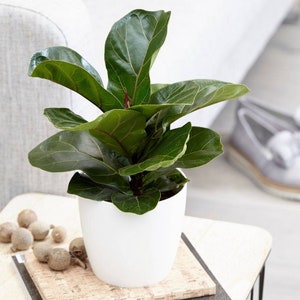 FICUS LYRATA Dwarf Fiddle Leaf Fig with 6 Pot Little Sunshine Bambino LIVE Indoor & Outdoor Tropical Houseplant Easy Care Starter Tree image 4