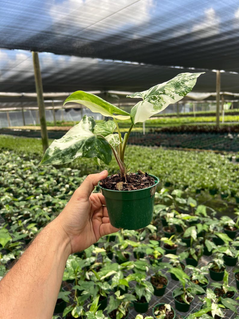 TheOddFrond Syngonium Albo Plant - Thumbnail 2