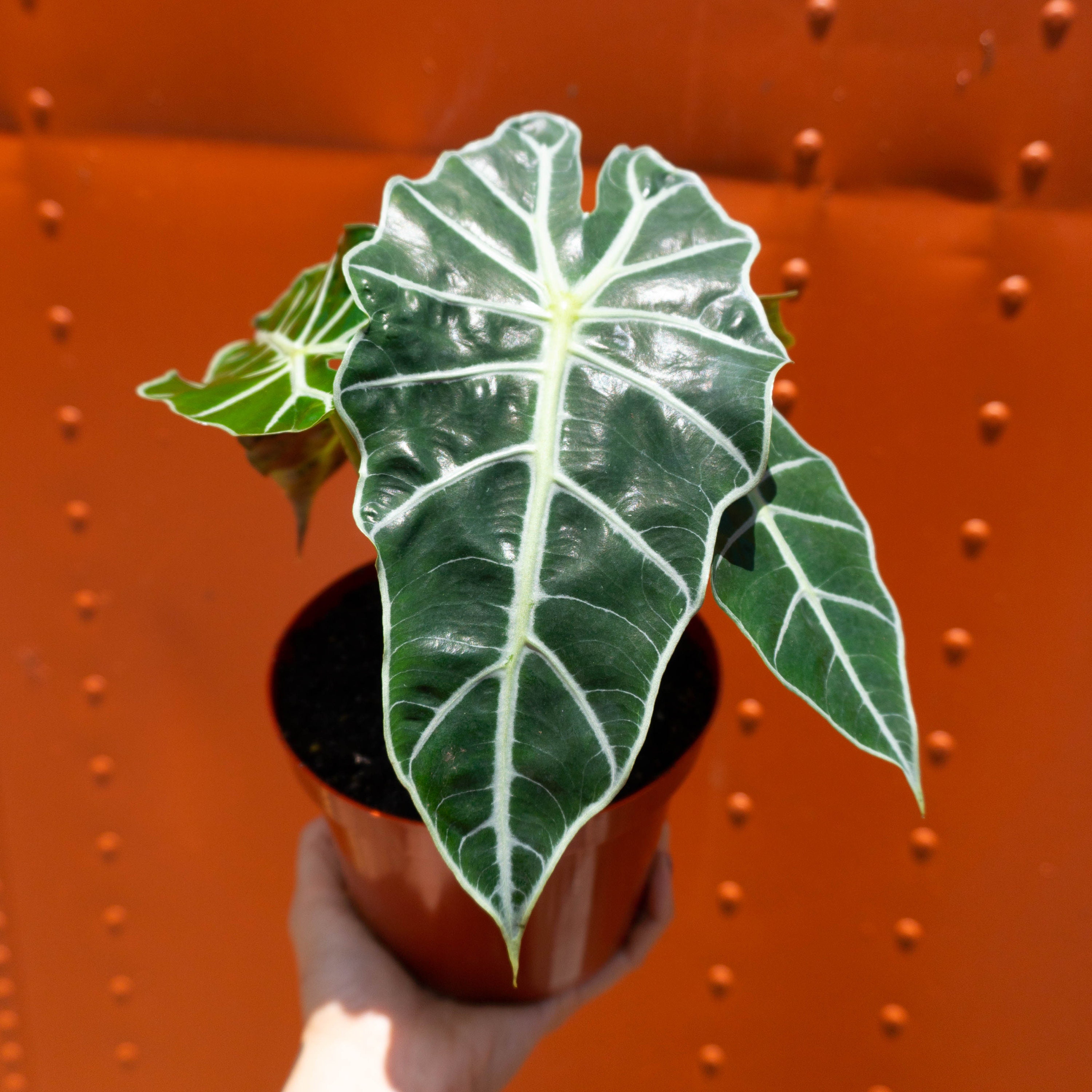 Alocasia Polly Plant | Live African Mask Plant | Elephant Ear Tree |  Stunning Indoor Air Purifier | Alocasia Amazonica Rooted in 6 Inch Pot -  Etsy