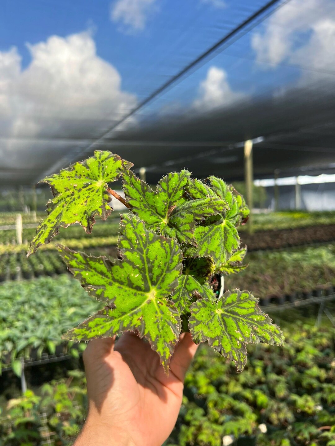 Begonia Geometry | Live Tropical Houseplant | Outdoor and Indoor Home ...