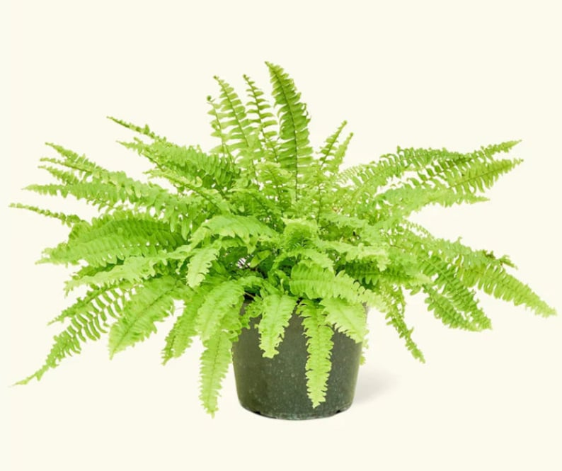 Op de afbeelding: Een groene varenplant in een pot met weelderige, gevederde bladeren. De plant staat in een donkergrijze plastic pot.