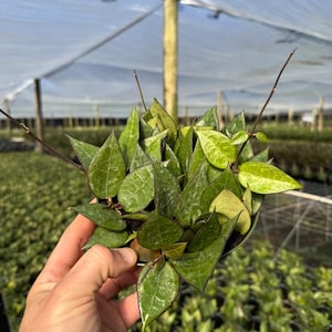 Op de afbeelding: Een close-up van een kleine plant in een pot met bonte groene en gele bladeren. De plant heeft hangende ranken en groeit in een kleine pot. De plant bevindt zich in een kasomgeving.