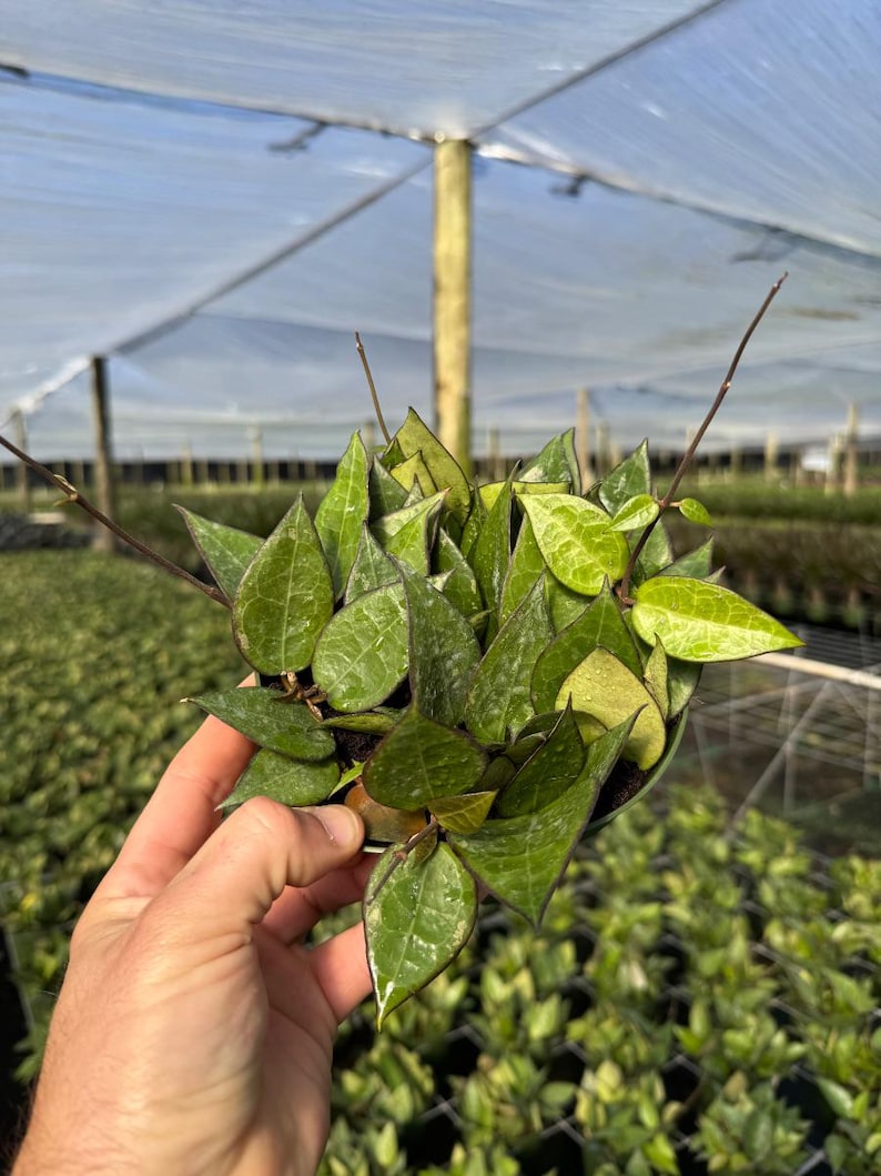 Op de afbeelding: Een close-up van een kleine plant in een pot met bonte groene en gele bladeren. De plant heeft hangende ranken en groeit in een kleine pot. De plant bevindt zich in een kasomgeving.