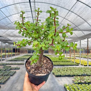 K&ouml;nnte beinhalten: Eine kleine, getopfte Jade-Pflanze mit leuchtend gr&uuml;nen Bl&auml;ttern und r&ouml;tlichen Stielen. Die Pflanze befindet sich in einem schwarzen Plastiktopf, der mit Mulch gef&uuml;llt ist. Der Hintergrund zeigt ein Gew&auml;chshaus mit Reihen anderer Pflanzen.