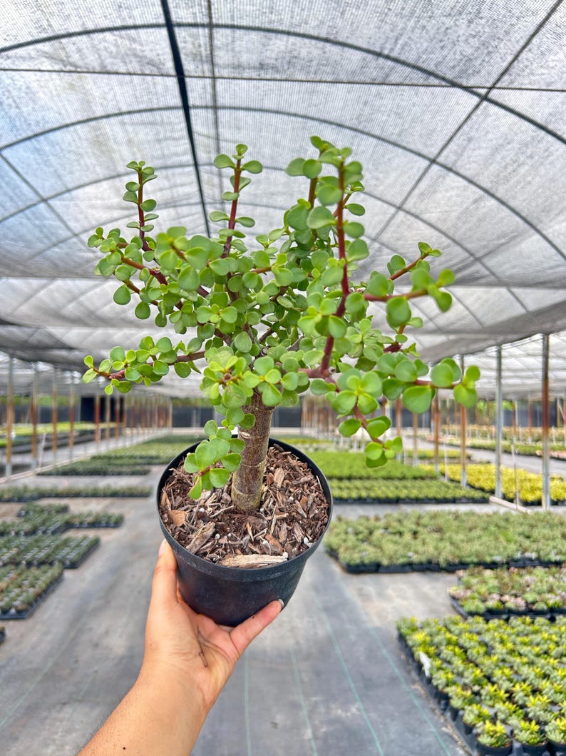 TheOddFrond Jade Portulacaria - Thumbnail 4