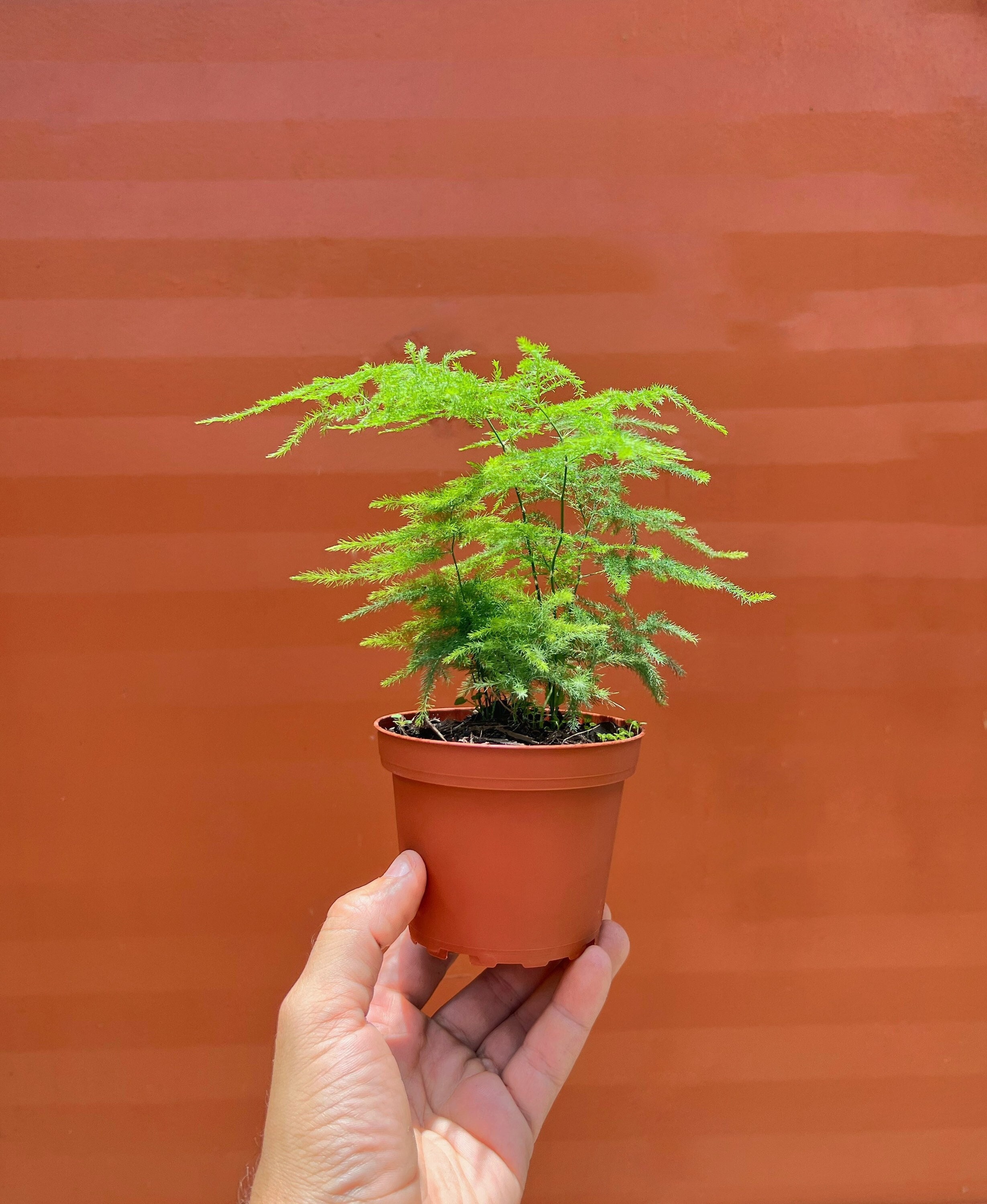 Asparagus Plumosa Fern Plant 5inches Pot Climbing Asparagus Fern Live Plant  ht7 Best