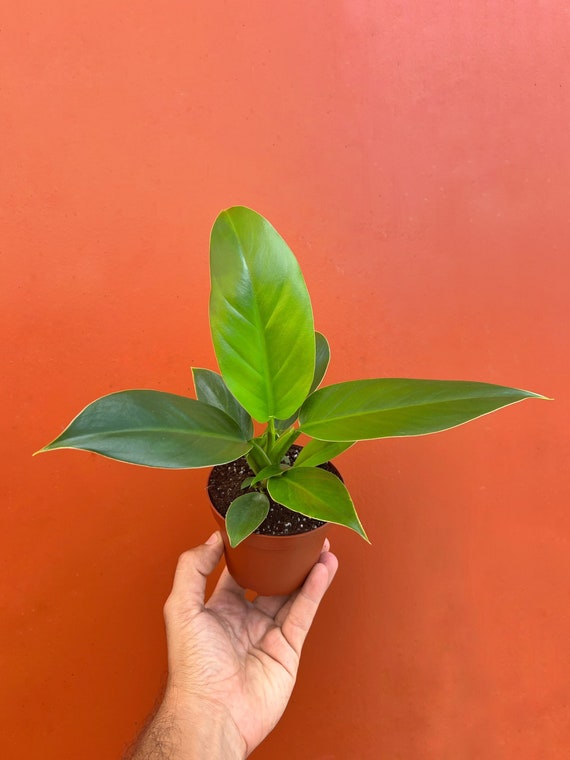Imperial Green Philodendron in 4 or 6 Inch Pot | Indoor & Outdoor Live  Tropical House Plant | Easy Care Starter Plant - Etsy Hong Kong