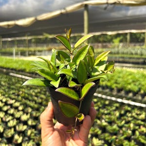 May include: A small potted plant with vibrant green leaves and reddish-purple edges. The plant is held in a black plastic pot. The background shows a nursery with many similar plants under a shade structure, with a bright blue sky.