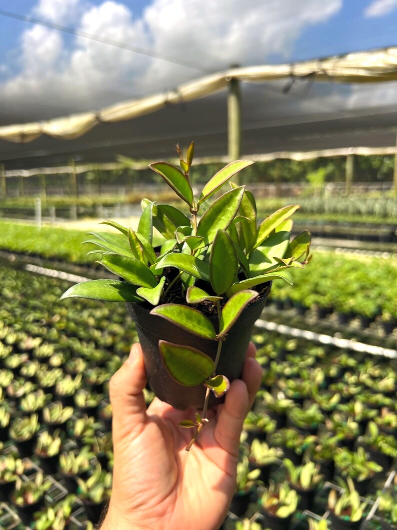 May include: A small potted plant with vibrant green leaves and reddish-purple edges. The plant is held in a black plastic pot. The background shows a nursery with many similar plants under a shade structure, with a bright blue sky.