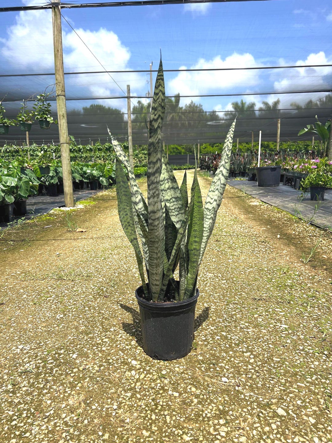 Silver Python Plant Zeylanica Sansevieria | Silver SNAKE PLANT | LIVE Houseplant | Mother ...