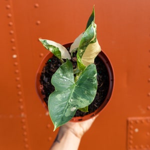 Albo Variegated Alocasia Macrorrhiza in 6 Pot RARE Elephant Ear Plant Indoor & Outdoor Live Tropical House plant Rooted Easy Care image 2