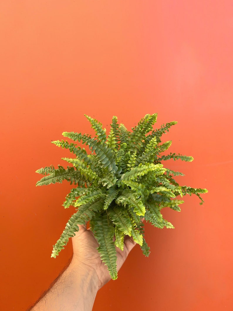 Op de afbeelding: Een hand die een groene varenplant vasthoudt met delicate bladeren tegen een feloranje achtergrond.