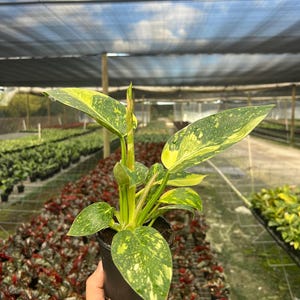 May include: A potted houseplant with variegated green and yellow leaves. The plant is in a black plastic pot and is held in a person's hand. The background shows a greenhouse with rows of other plants.