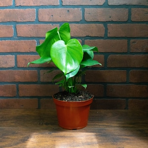 Monstera Deliciosa Split Leaf Plant 6" Pot | Indoor & Outdoor Live Tropical House plant | Rooted Easy Care Starter Plant