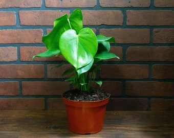 Monstera Deliciosa Split Leaf Plant 6" Pot | Indoor & Outdoor Live Tropical House plant | Rooted Easy Care Starter Plant