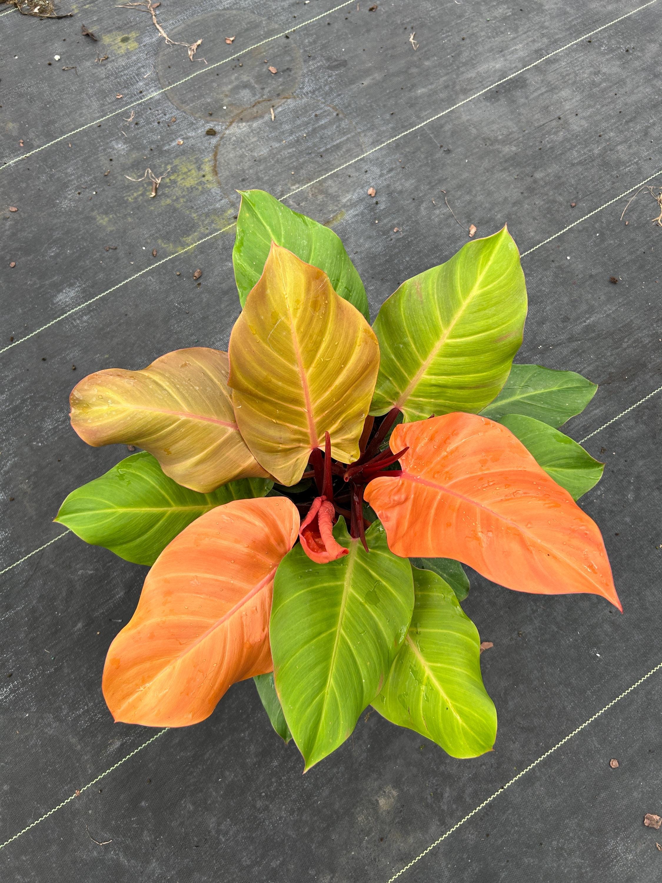 Variegated Prince of Orange - Etsy