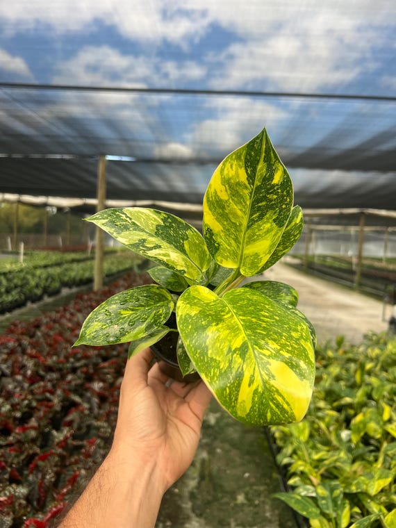 Philodendron Variegated Green Congo Nuclear | Live Indoor Tropical Houseplant | Home and Office Decor | Easy Care in 4" Pot